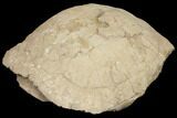 Huge, Fossil Tortoise (Stylemys) - Wyoming #146600-2